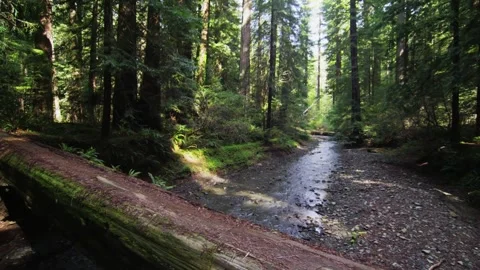 A path in the forest Video stock 155586954