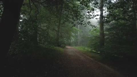 Path in a forest Stock Footage 171867613