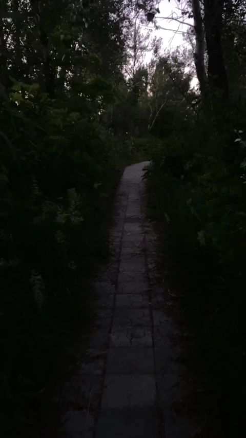 Path in the forest 库存影片 224699495