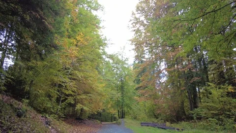 Path in the forest Stock Footage 231252297