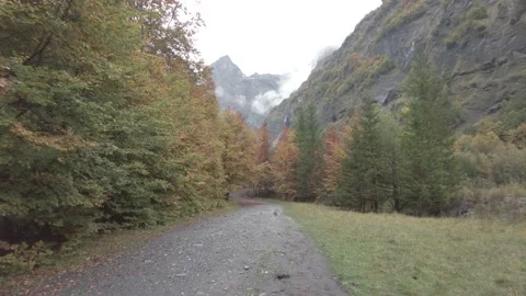 Path in the forest Stock Footage 231252313