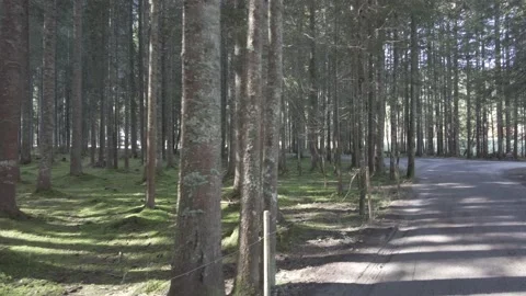 Path in the forest Stock Footage 231252427
