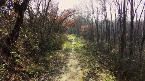 Path in the forest Stock Footage 233532686