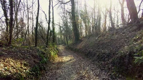 Path in the forest Stock Footage 233532726