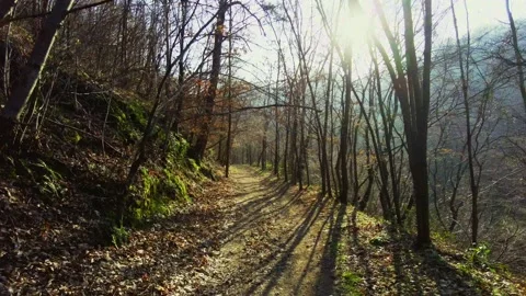 Path in the forest Stock Footage 233532757