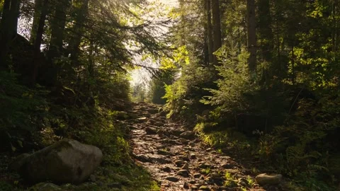 Path in the forest Stockbeeldmateriaal 253467500