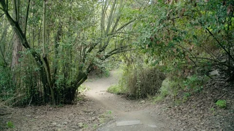 Path in the forest Stock Footage 301006226