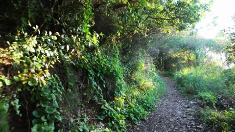 Path in the forest Stock Footage 311164564