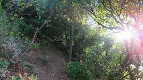 Path in the forest Stock Footage 311164643