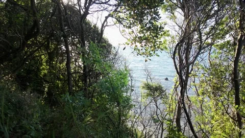 Path in the forest Stock Footage 311164761