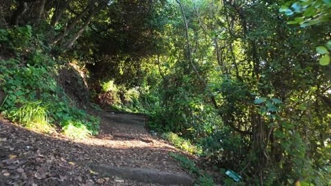 Path in the forest Stock Footage 311164928