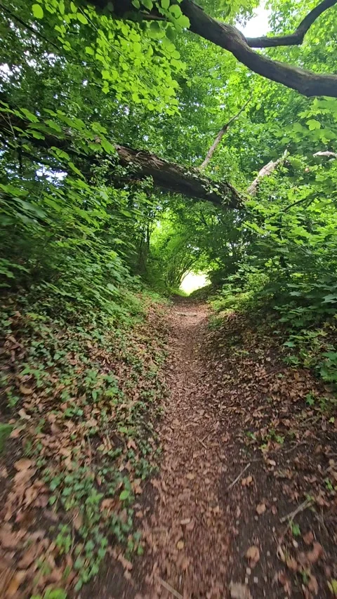 Path to the forest Stockbeeldmateriaal 319361236