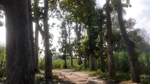 Path in the forest Stock-Footage 337880050