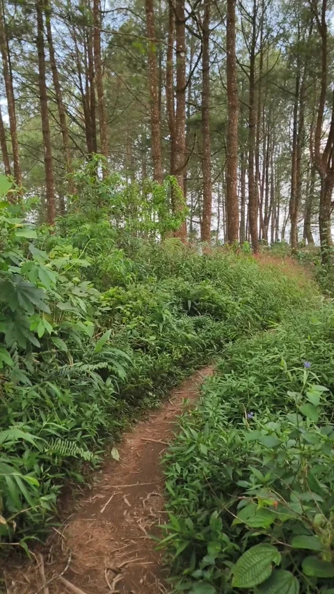 Path in the forest Stock Footage 339385285