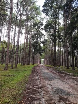 Path in the forest , footpath in the woods Stock Photos