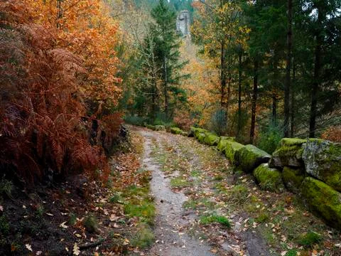 Path of a forest in Galicia Photos