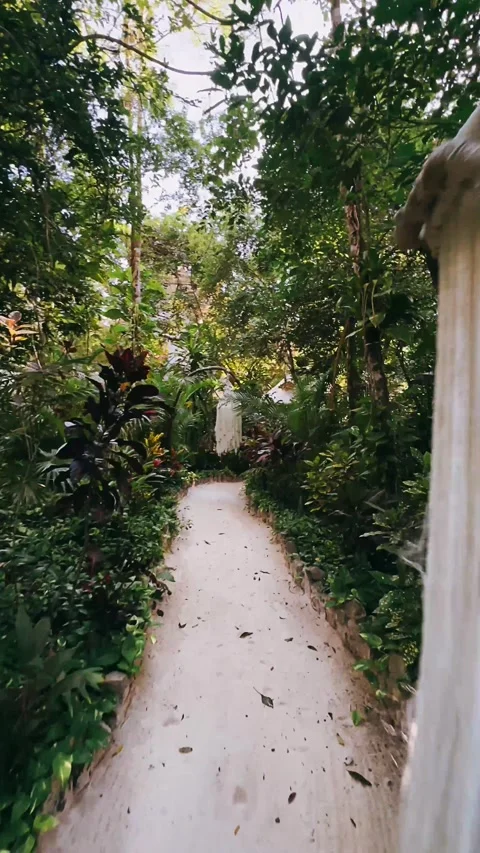 Path in the forest, Jungle, forest, path, nature, road, trees Video stock 252297897