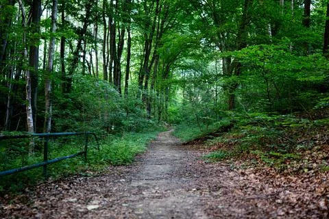 Path in forest landscape going through areas overgrown with grasses Foto stock