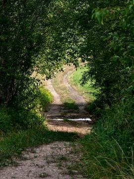 Path in forest landscape as mysterious passage through greenery 库存照片
