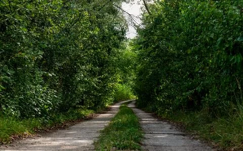 Path in forest landscape passing through grass areas with distant trees Фото