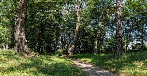 Path in forest landscape passing through grass areas with distant trees Foto stock