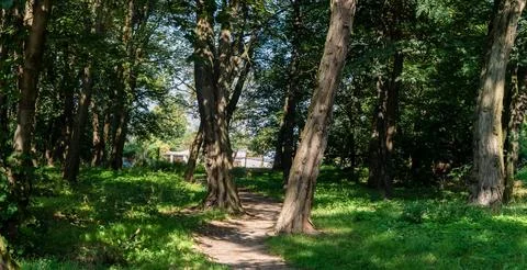 Path in forest landscape passing through grass areas with distant trees Foto stock