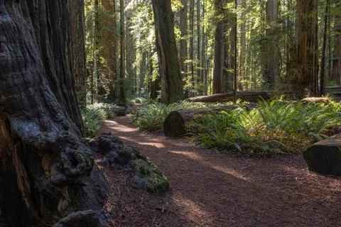A path in a forest with a large tree in the foreground Foto stock