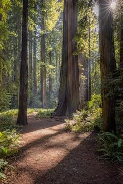 A path in a forest with a large tree in the middle Stock Photos