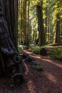 A path in a forest with a large tree trunk in the foreground Stock Photos