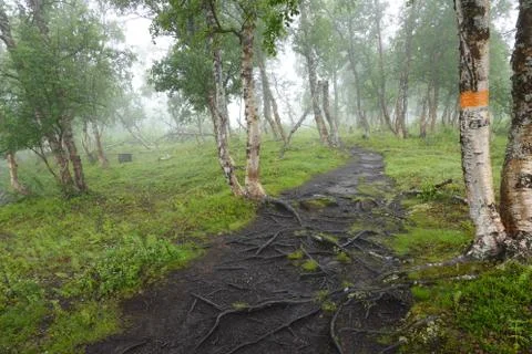 Path in forest with mist in hiking trail in Sweden Stock Photos