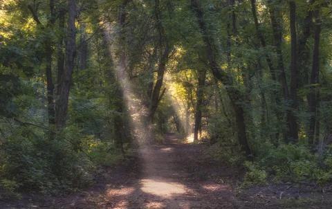 Path in the forest with morning rays of sun in the fog Stock Photos