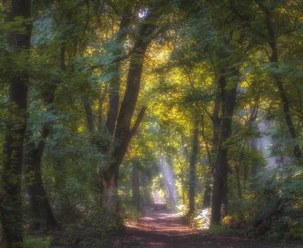 Path in the forest with morning rays of sun in the fog 库存照片