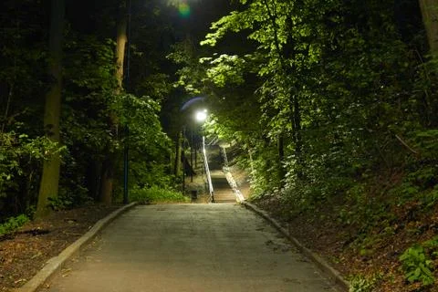 Path in the forest at night Stock Photos