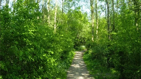 Path in the forest park 2 (Parc Galamé, France) 库存影片 116173373