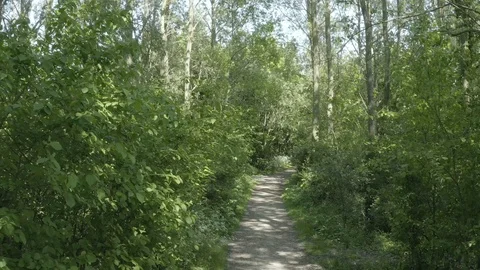 Path in the forest park 2 (Parc Galamé, France) d-log 库存影片 116173414