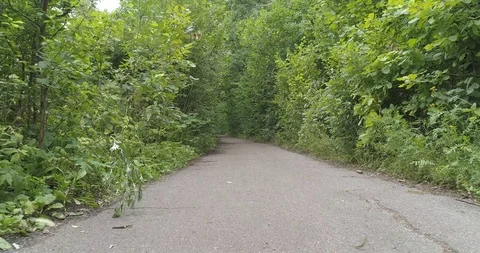 Path in forest. park 201885182736003 Stock Footage 111980896
