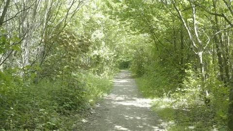 Path in the forest park (Parc Galamé, France) d-log Stock Footage 116173140