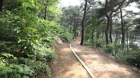 Path in the forest, path in the woods Video stock 310075830