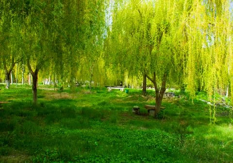 Path in the forest, path in the woods Stock Photos