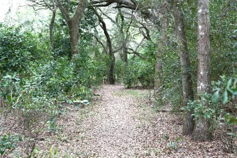 Path in the Forest Stock Photos