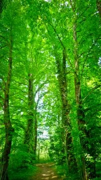 Path in the forest Stock Photos