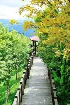 Path in forest Stock Photos