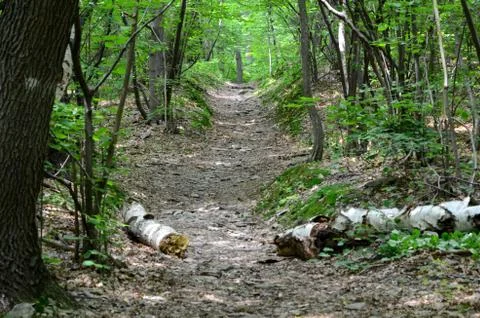 Path in forest Stock Photos