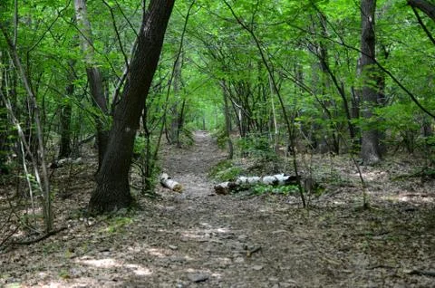 Path in forest Stock Photos