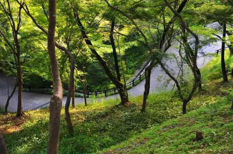 Path in a forest Stock Photos