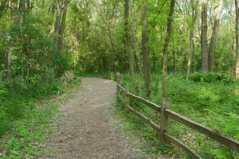 Path into the forest Stock Photos