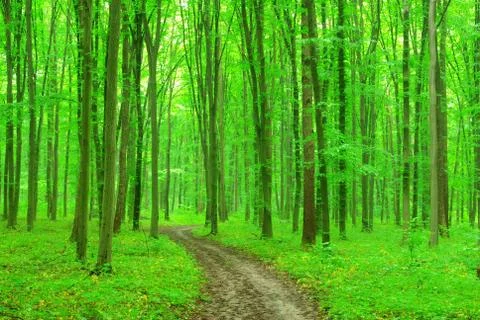 Path in forest Foto stock