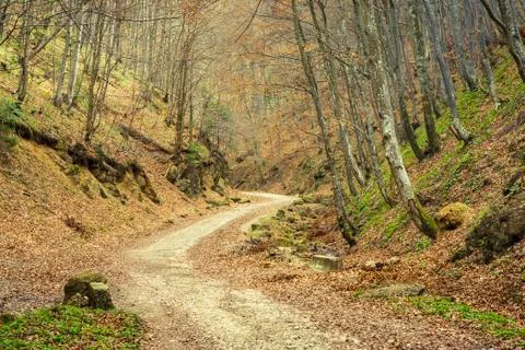 Path in the forest Stock Photos