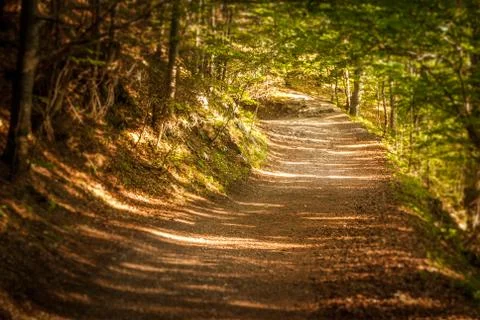 Path in the forest Stock Photos