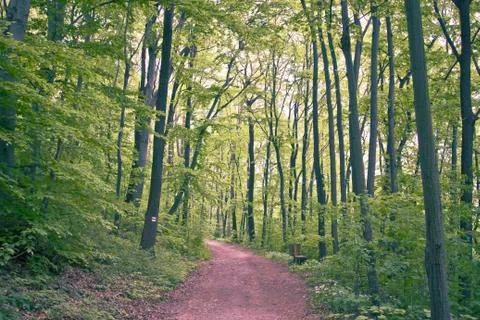 Path to the forest Stock Photos